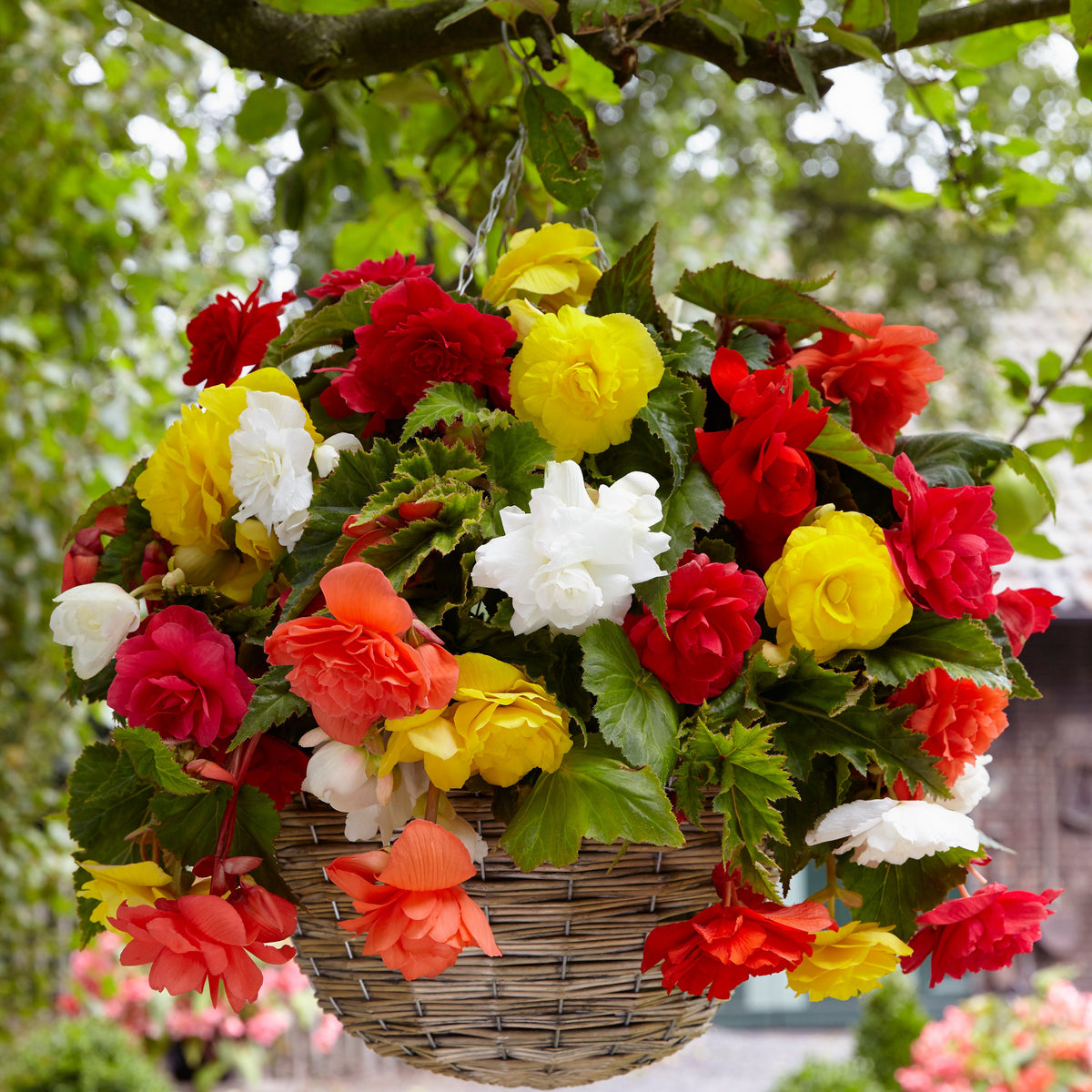 Grootbloemige hangbegonia Mix (x20) - Begonia - Bakker