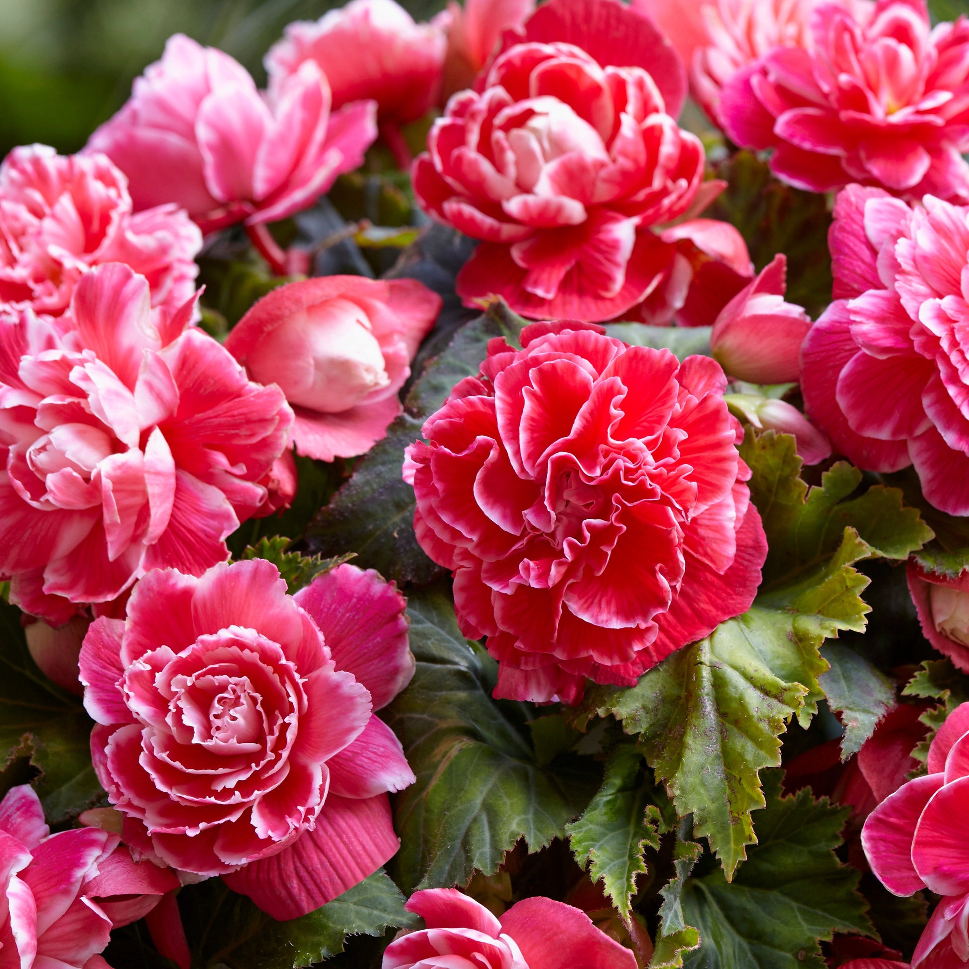 Begonia a fleurs de camélia - Dubbelbloemige Begonia 'Camelia' (x5) - Begonia