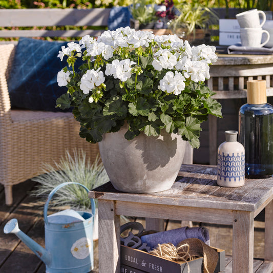 Geranium 'White' (x3) - Bakker