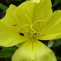 Grootbloemige teunisbloem - Oenothera macrocarpa - Vaste planten