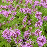 Perzische Kruisjesplant - Phuopsis stylosa - Heesters en vaste planten