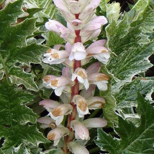 Stekelige berenklauw White Water - Acanthus hybride whitewater - Tuinplanten