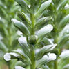 Stekelige berenklauw molle Rue Ledan - Acanthus mollis rue ledan - Tuinplanten