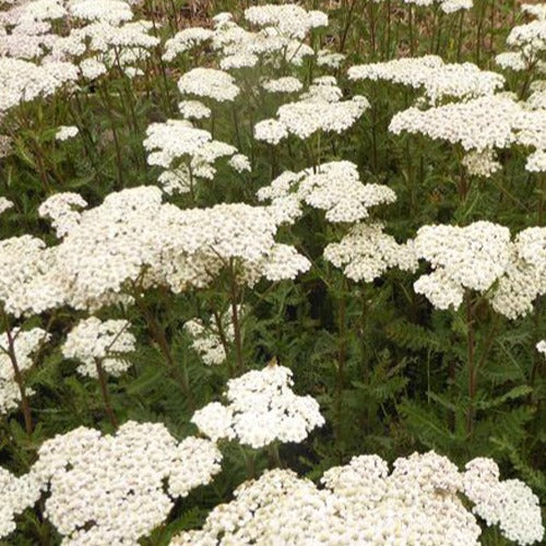 Duizendblad millefeuille Heinrich Vogeler - Achillea filipendulina heinrich vogeler - Tuinplanten