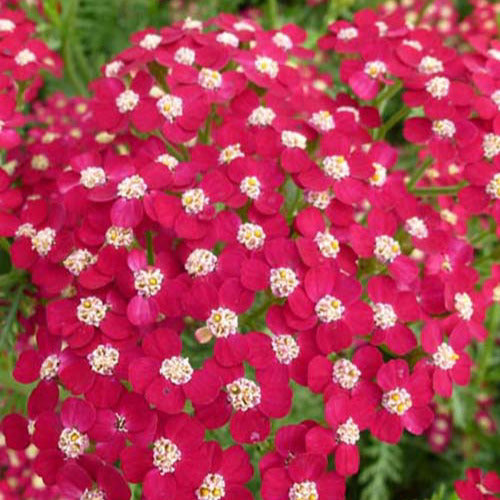 Duizendblads Petra (x3) - Achillea hybride petra - Tuinplanten