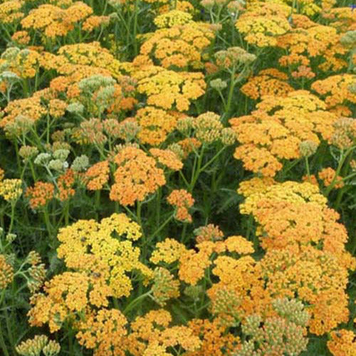 Duizendblad 'Terracotta' - Achillea hybride terracotta - Tuinplanten