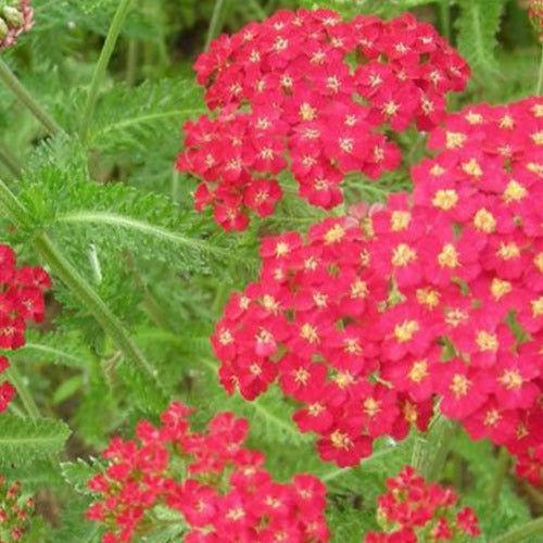 Duizendblads millefeuilles Cerise Queen (x3) - Achillea millefolium cerise queen - Tuinplanten