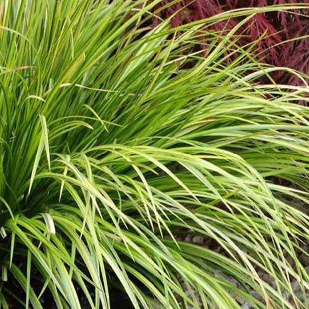 Acorus gramineus - Grasachtige kalmoes