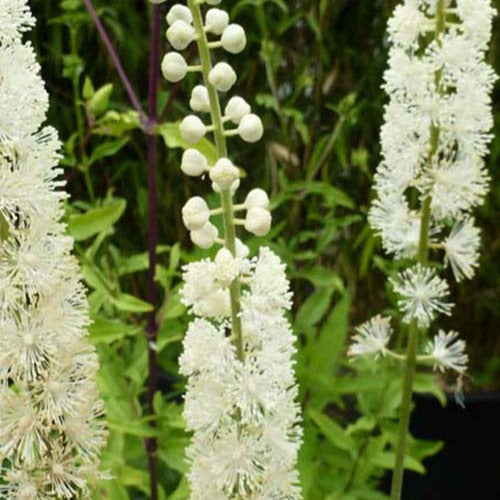 Christoffelkruid Bugbane - Actaea racemosa - Tuinplanten