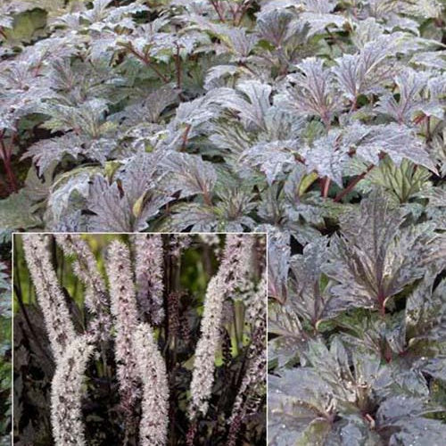 Christoffelkruid Carbonella - Bakker