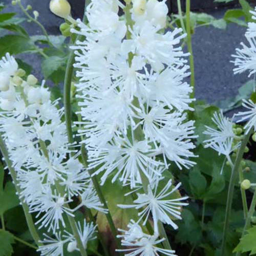 Christoffelkruid White Pearl - Actaea simplex white pearl - Tuinplanten