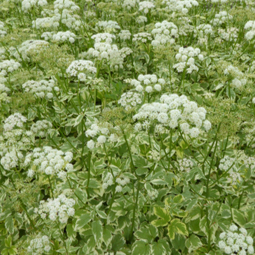 Herbe aux goutteux panachée - Bakker