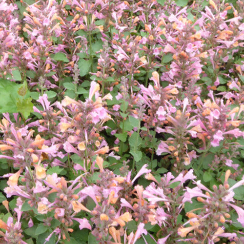 Agastache
