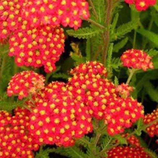 Duizendblad Safran' - Achillea millefolium safran - Tuinplanten