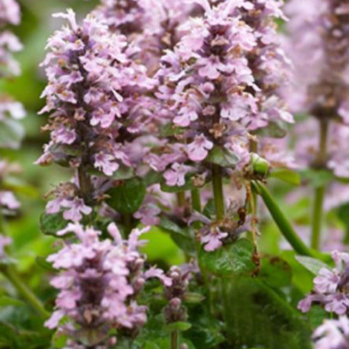 Kruipend zenegroen - roze - Ajuga reptans rosea - Tuinplanten