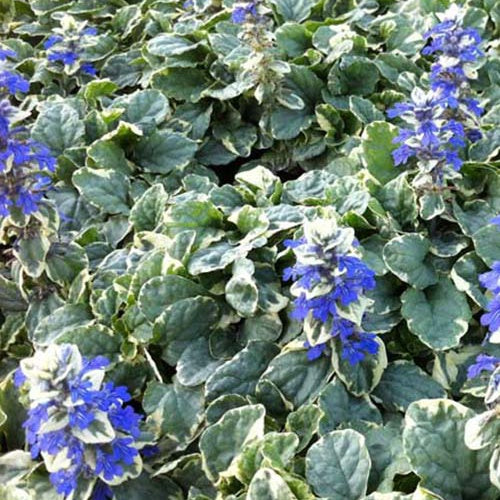 Zenegroen Variegata - Bakker
