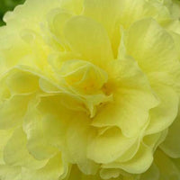 Stokroos dubbel geel (x3) - Alcea rosea chaters double group yellow - Tuinplanten