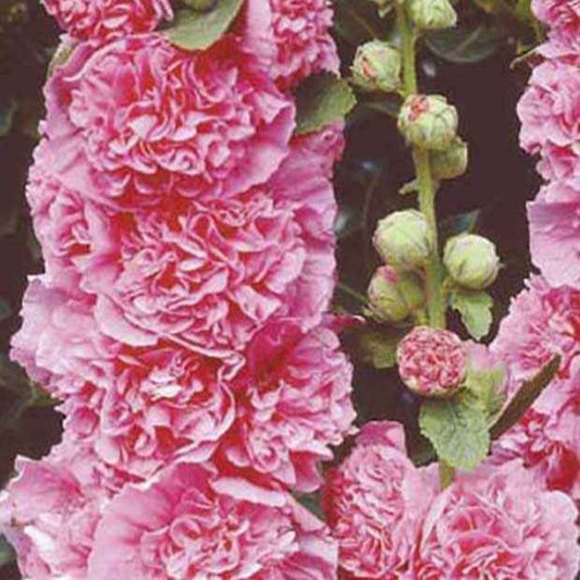 Dubbelbloemige stokroos - roze (x3) - Alcea rosea chaters double group pink - Tuinplanten