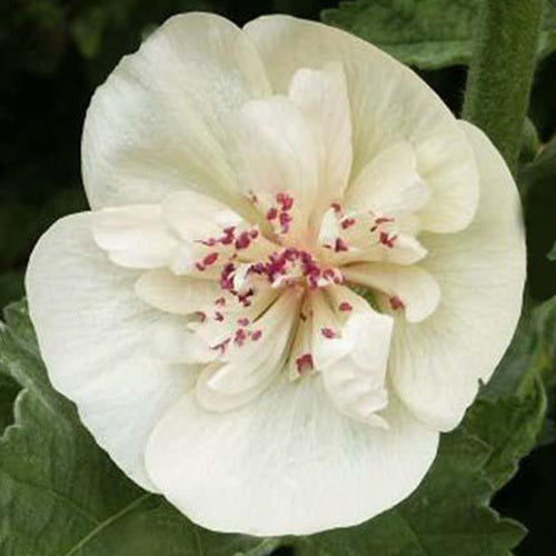 Stokroos vivace Parkallee - Bakker