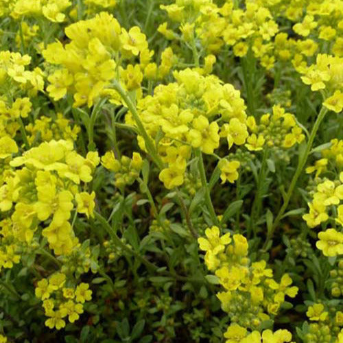 Schildzaad (x3) - Alyssum montanum berggold - Tuinplanten