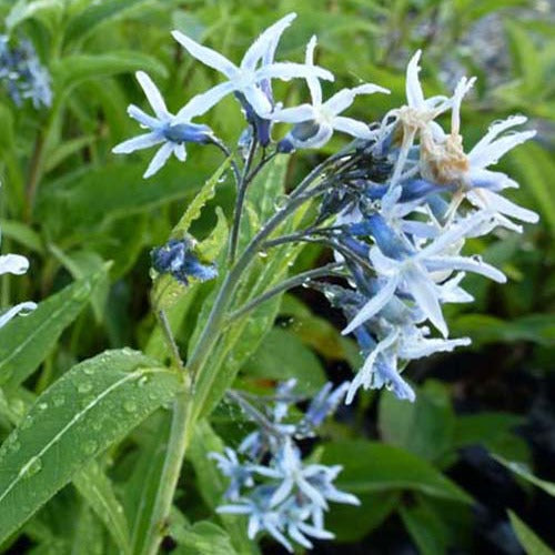 Blauwe ster - Bakker