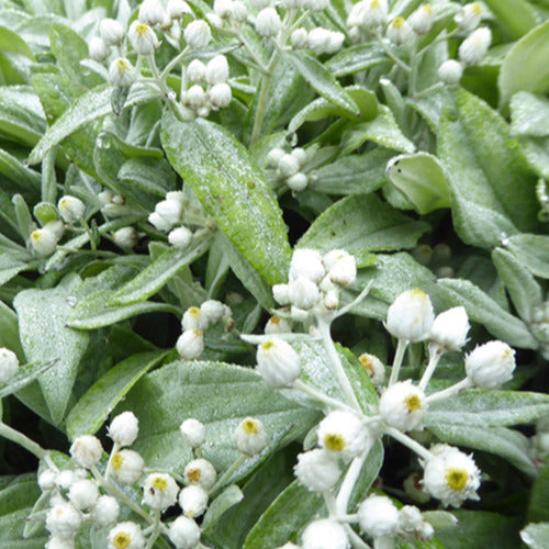 Siberische edelweis 'Silberregen' - Anaphalis triplinervis silberregen - Tuinplanten