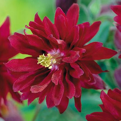 Akelei 'Ruby Port' - Aquilegia vulgaris ruby port - Tuinplanten