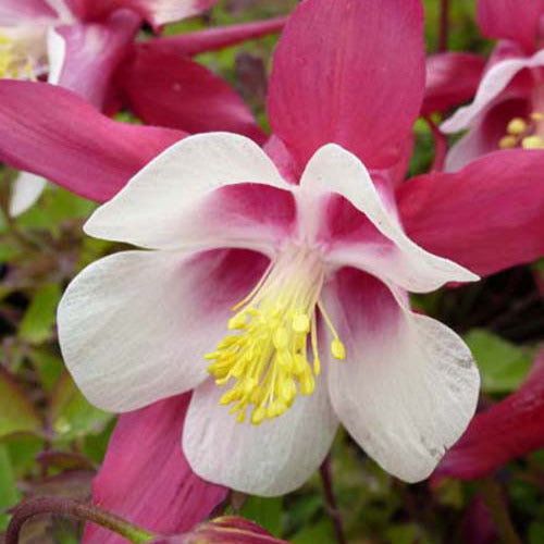 Akelei Crimson Star (x3) - Aquilegia crimson star - Tuinplanten