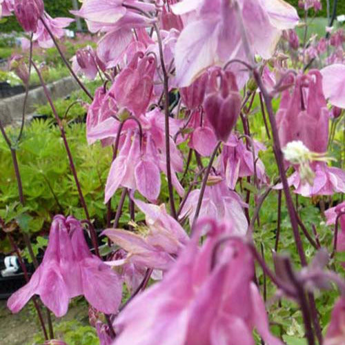 Akelei Heidi - Aquilegia vulgaris heidi - Tuinplanten