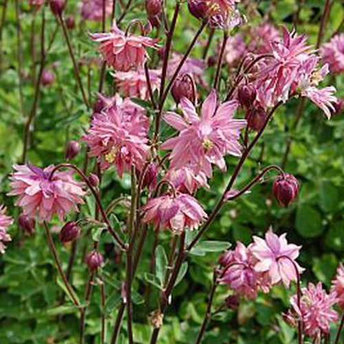 Akelei Barlow Rose - Aquilegia vulgaris rose barlow - Tuinplanten