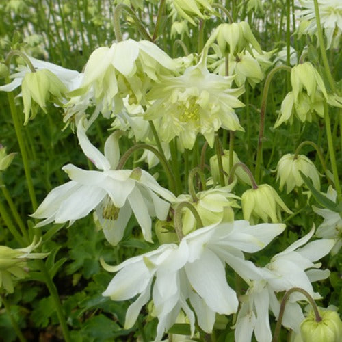 Akelei White Barlow - Aquilegia vulgaris white barlow - Tuinplanten