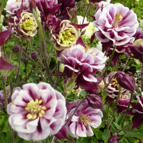 Akelei Winky Red White - Aquilegia winky double red-white  ( winky series ) - Tuinplanten