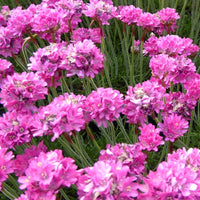 Engels gras Düsseldorfer Stolz Armeria (x3) - Armeria maritima dusseldorfer stolz - Tuinplanten