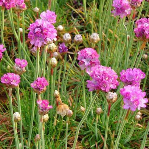 Engels gras Splendens Perfecta (x3) - Bakker