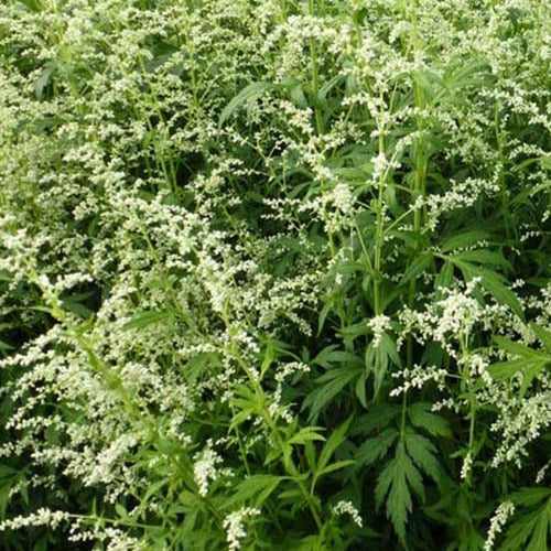 Alsem - Artemisia lactiflora - Tuinplanten