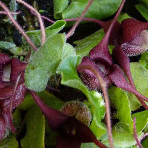 Mansoor - Asarum europaeum - Tuinplanten