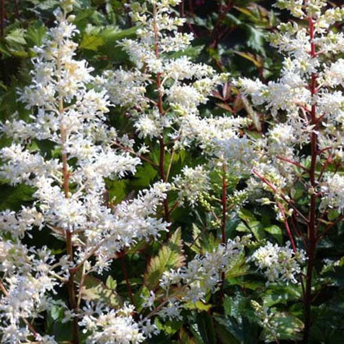 Pluimspirea Rock and Roll - Bakker
