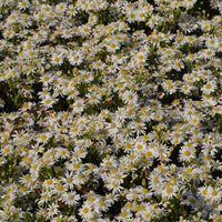3x Herfstaster Starshine - Bakker