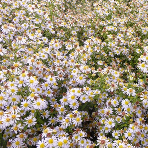 Aster Erlkönig - Bakker