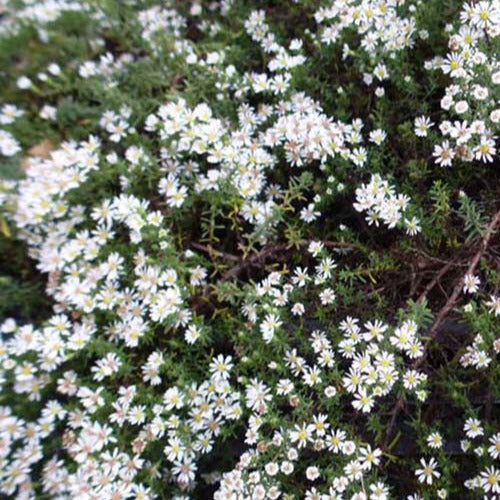 Aster Snowflurry (x3) - Aster ericoides snowflurry - Tuinplanten