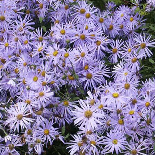 Aster Frikart Mönch - Bakker