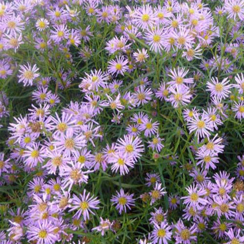 Aster Pink Star (x3) - Aster pink star - Tuinplanten