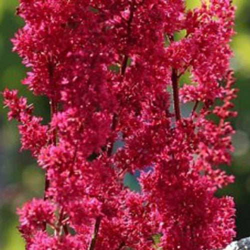 Pluimspirea Montgomery - Astilbe japonica montgomery - Tuinplanten