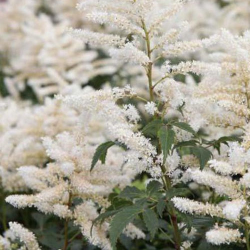 Pluimspirea Washington - Bakker