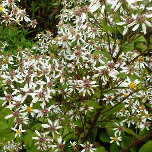 Macrophyllus Aster  Albus - Bakker