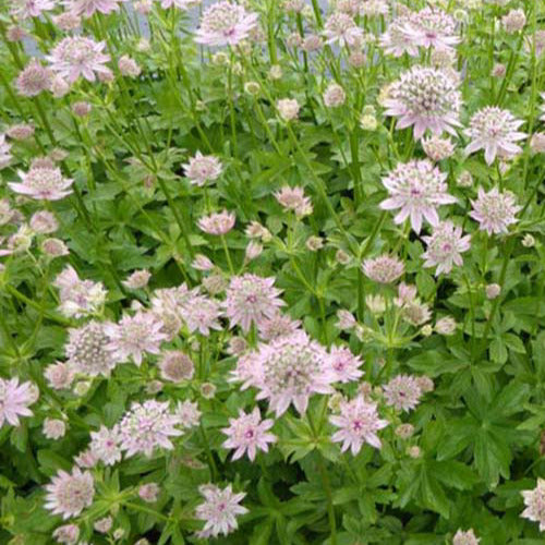 Zeeuws knoopje Florence - Astrantia major florence - Tuinplanten