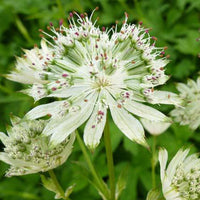 Zeeuws knoopje Snow Star - Bakker