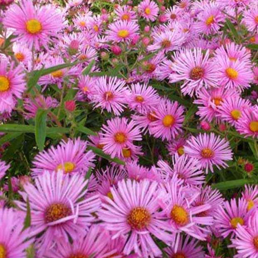 Aster 'Rudelsburg' - Bakker
