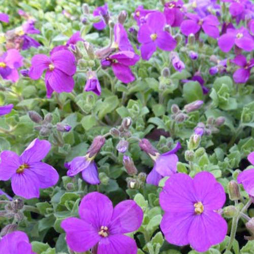 Randjesbloem / Blauwkussen Cascade Purple (x3) - Aubrieta cascade purple - Tuinplanten
