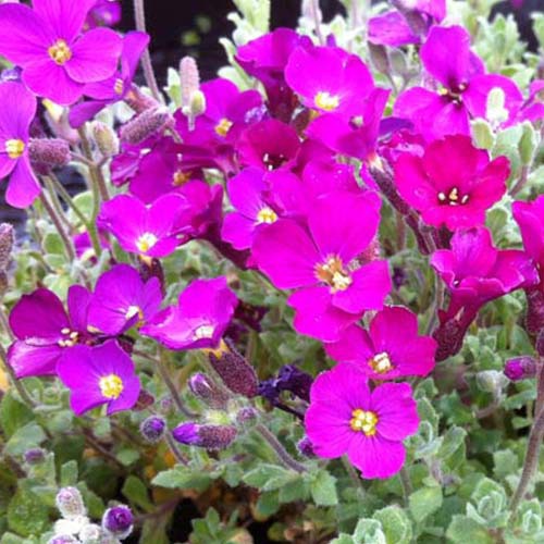 Aubrieta
